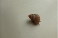 Pomatias elegans