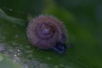 Helicodonta obvoluta