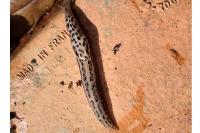 Limax maximus