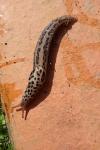 Limax maximus