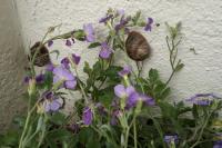 Cornu aspersum