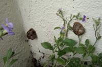 Cornu aspersum