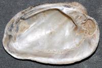 Unio crassus