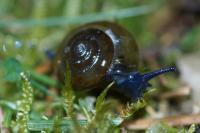 Oxychilus draparnaudi