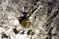 Oxychilus draparnaudi