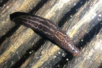 Limax maximus