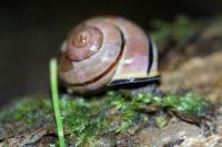 Cepaea nemoralis