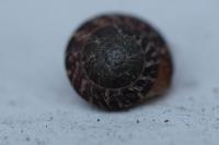 Xeroplexa intersecta