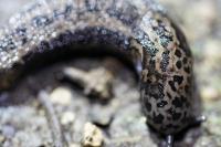 Limax maximus