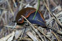 Arion ater rufus