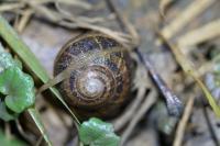 Cornu aspersum
