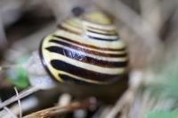 Cepaea nemoralis