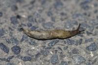 Deroceras reticulatum