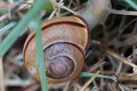 Cepaea nemoralis