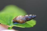 Omphiscola glabra