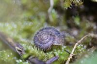 Trochulus hispidus