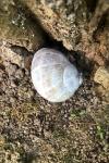 Helix pomatia