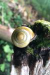 Cepaea nemoralis