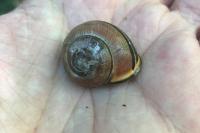 Cepaea nemoralis