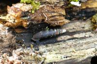 Clausilia bidentata