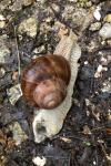Helix pomatia