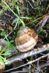 Helix pomatia