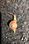 Cepaea nemoralis