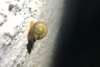 Cepaea hortensis