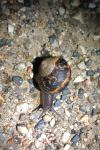 Cornu aspersum