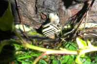 Cepaea nemoralis