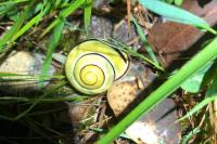 Cepaea nemoralis