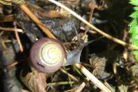 Cepaea nemoralis