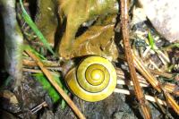 Cepaea hortensis