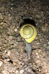 Cepaea nemoralis