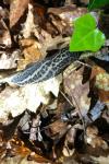 Limax maximus