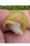 Cepaea hortensis