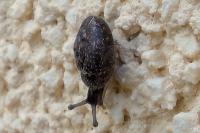 Trochulus hispidus
