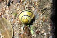 Cepaea hortensis