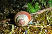 Cepaea nemoralis
