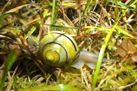 Cepaea nemoralis