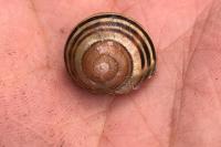 Cepaea
