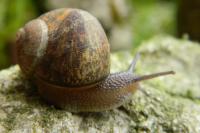 Cornu aspersum