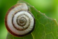 Candidula unifasciata