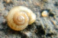 Vallonia costata