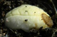 Testacella haliotidea