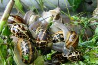 Cornu aspersum