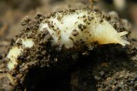 Testacella haliotidea