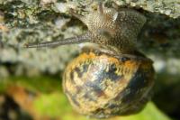Cornu aspersum