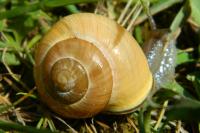 Cepaea nemoralis