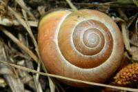 Cepaea nemoralis
